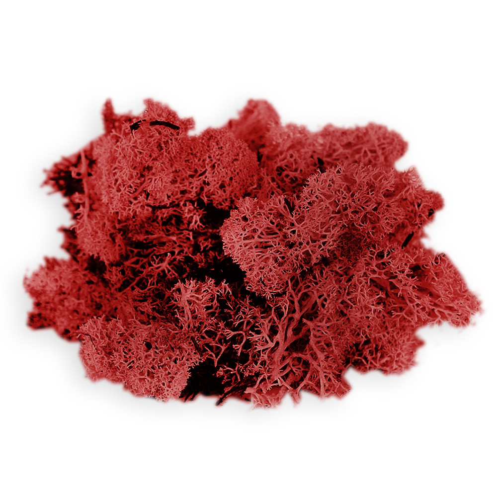 Sušina Muschio nordico 500g červená