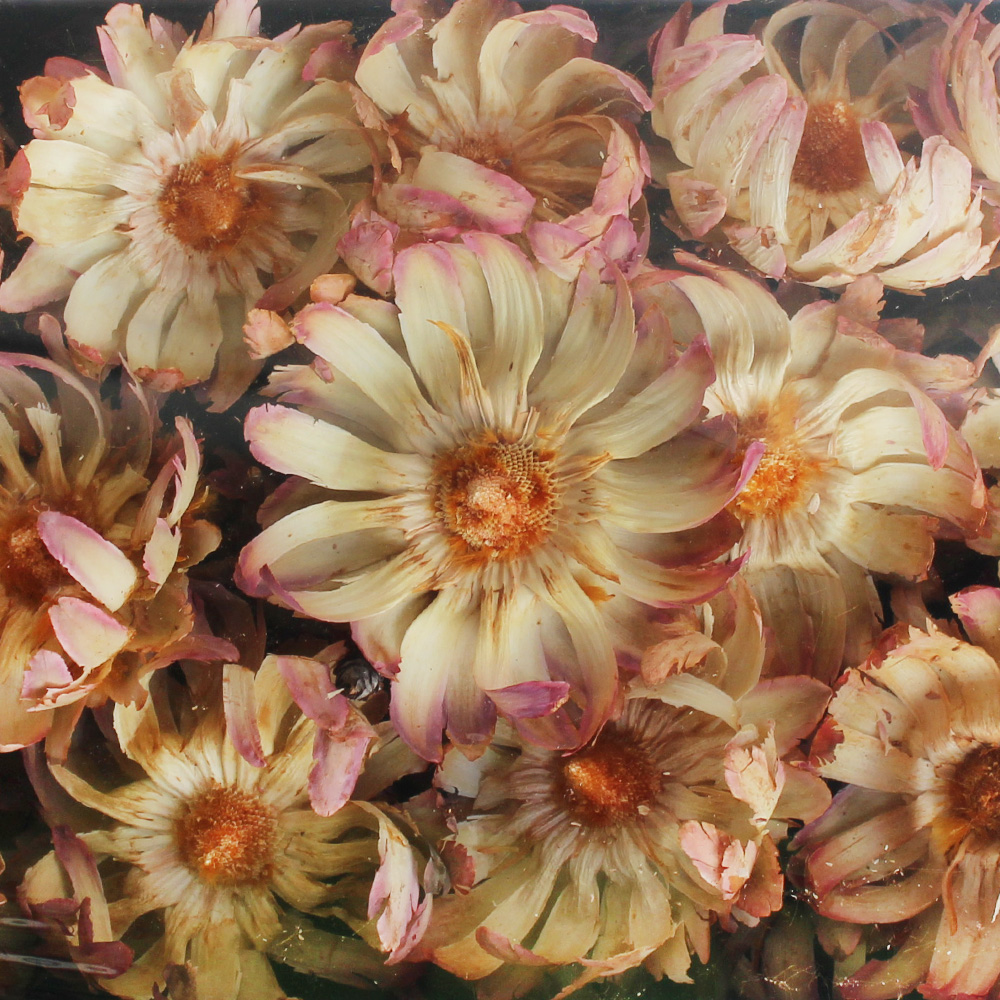 Sušina SULPHUREA BASE CREAM TRAY 50KS