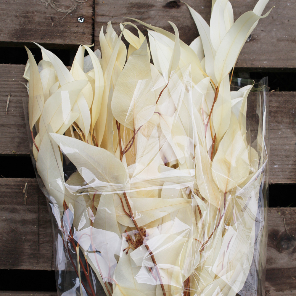 PRESERVED EUCALYPTUS WILLOW FOLIAGE BLEACHED SLEEVE ( 150 g )