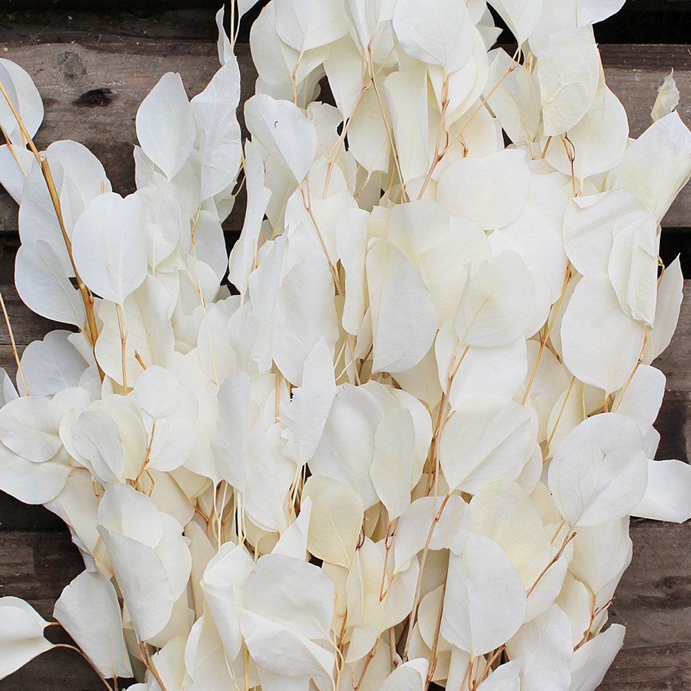 PRESERVED EUCALYPTUS POPULUS ROUND LEAF FOLIAGE BLEACHED SLEEVE 150g