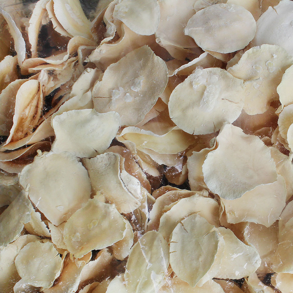 Sušina JACARANDA PODS BLEACHED POLY BAG 1kg