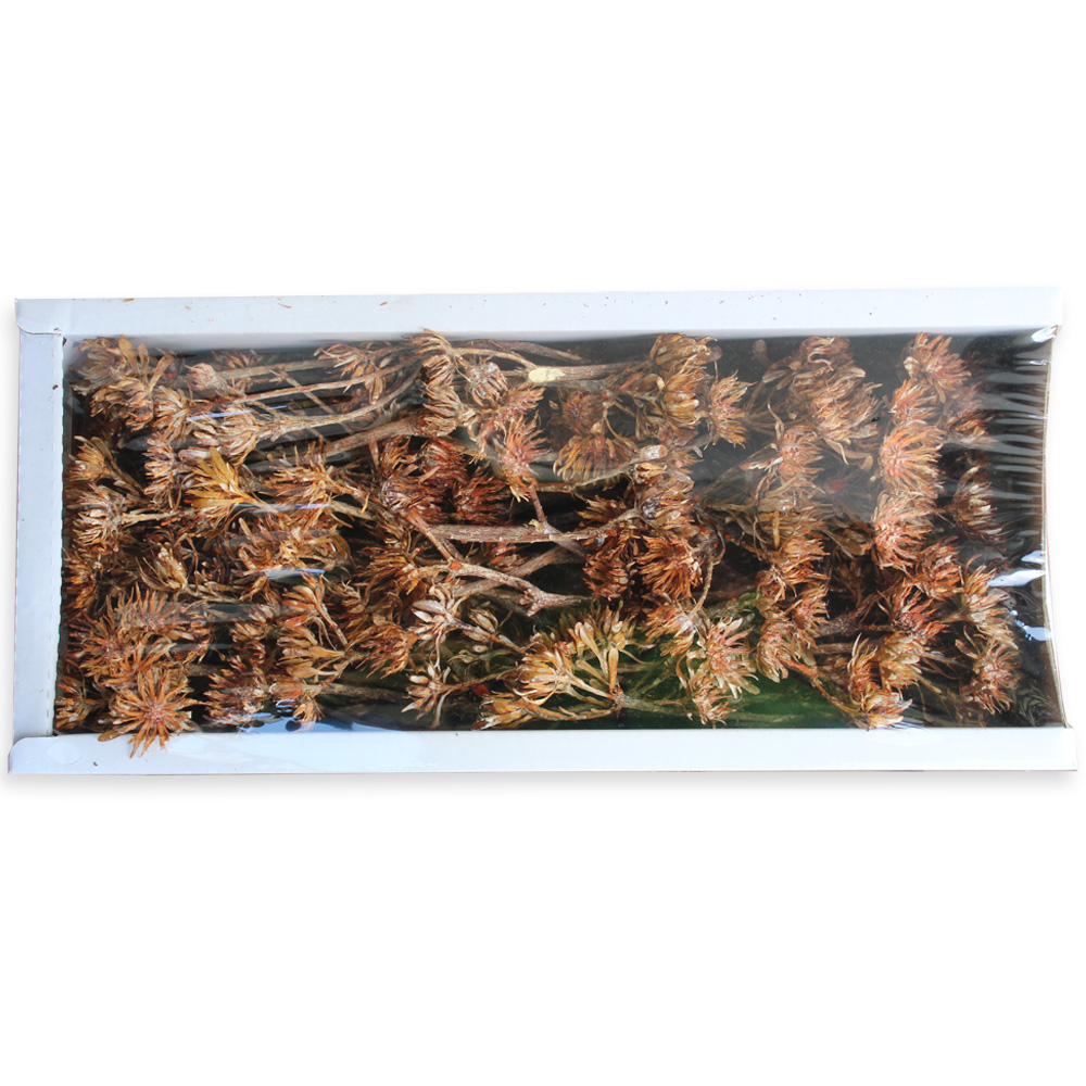 Sušina AULAX frosted orange tray 50ks