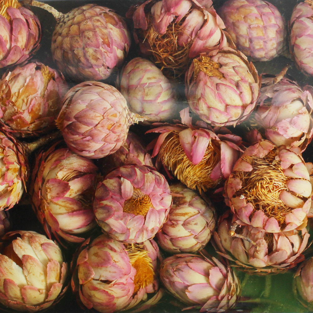 Sušina Sulphurea Bud Natural Tray 50ks