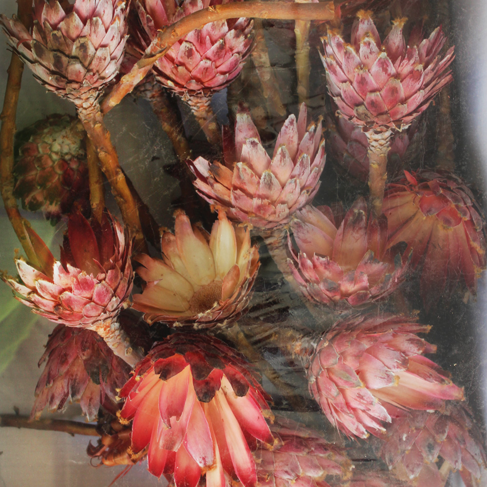 Sušina BARBIGERA CUPS ABSORBTION PINK TRAY 30ks