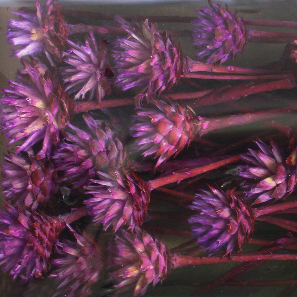 Sušina PLUMOSUM I DIP DYED BROMBEER TRAY 50pc