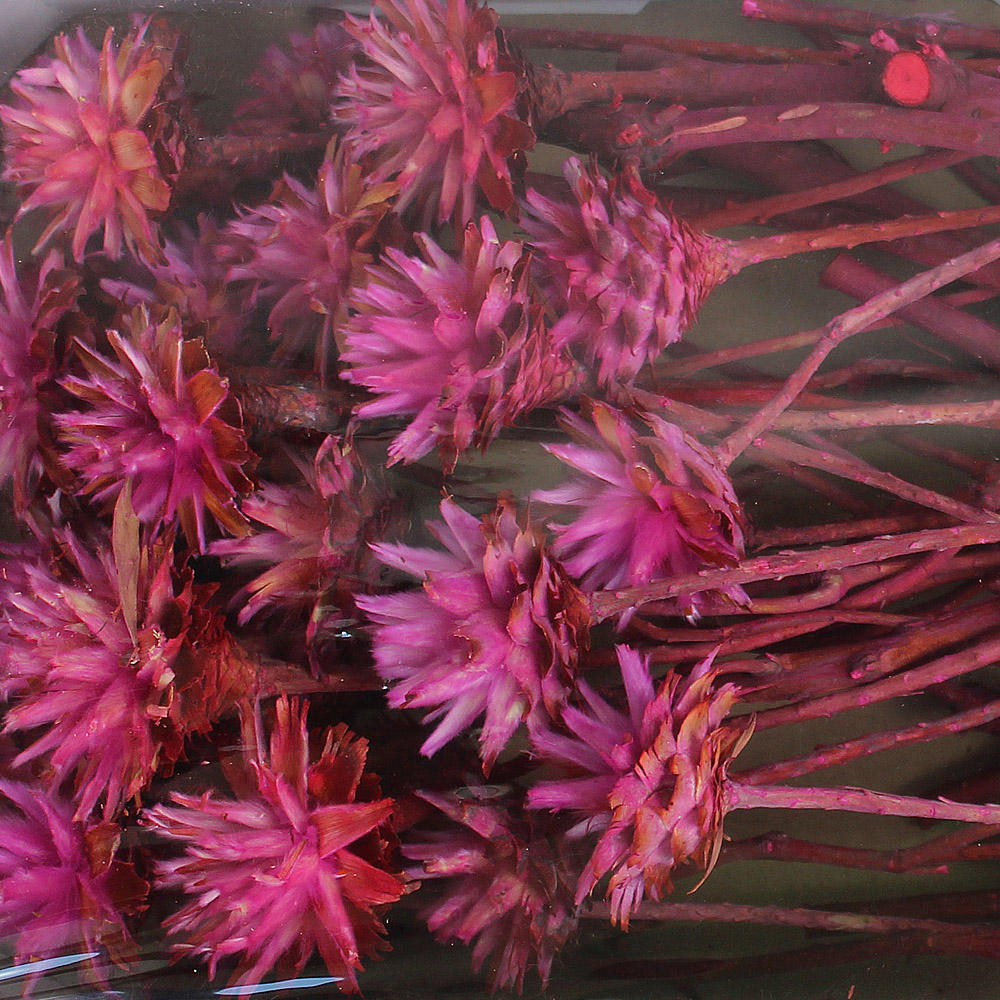 Sušina PLUMOSUM I DIP DYED ERICA TRAY 50pc