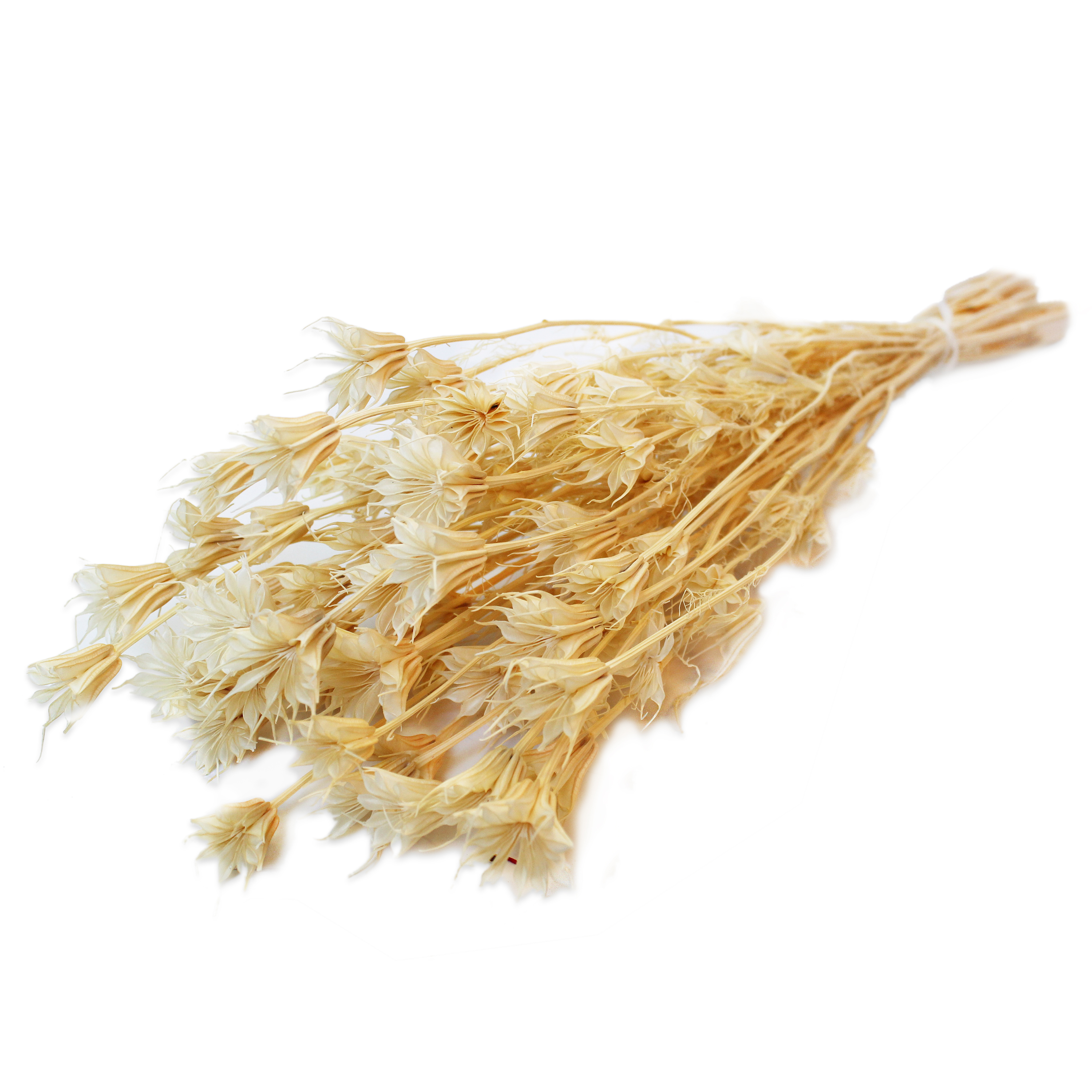 Sušina Nigella orientalis 100g  bianco