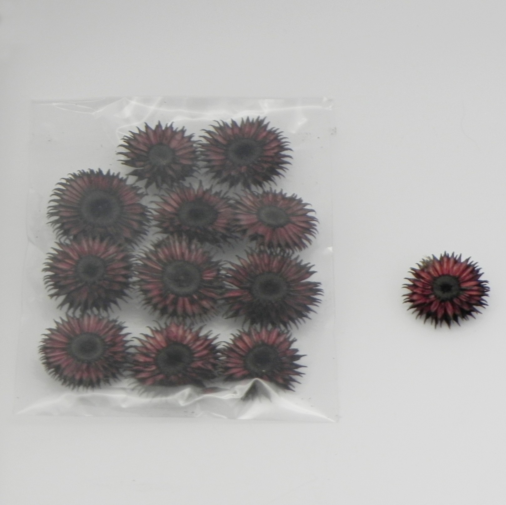 Sušina slaměnka pr.3,5cm hnědá S/12