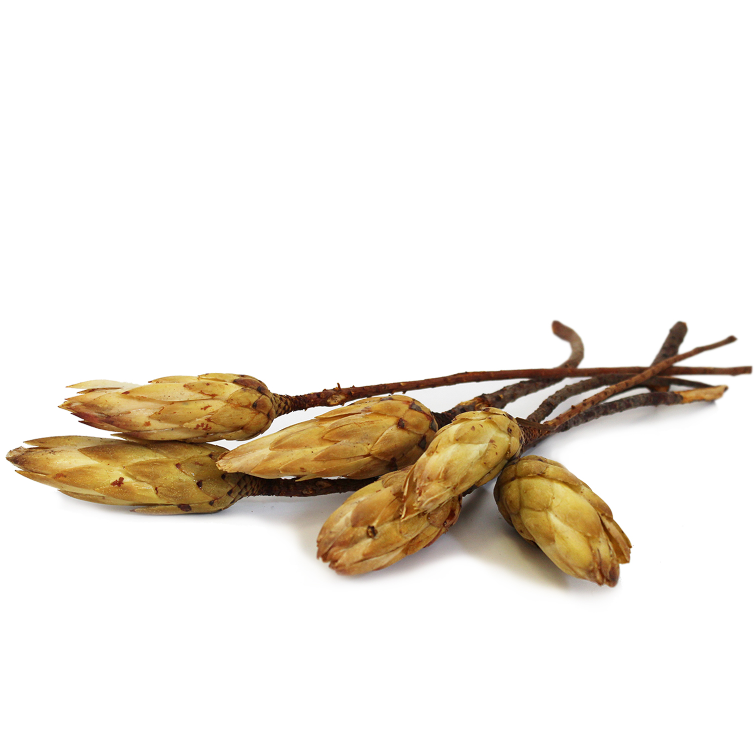 Sušina Repens Bud Cream 700ks