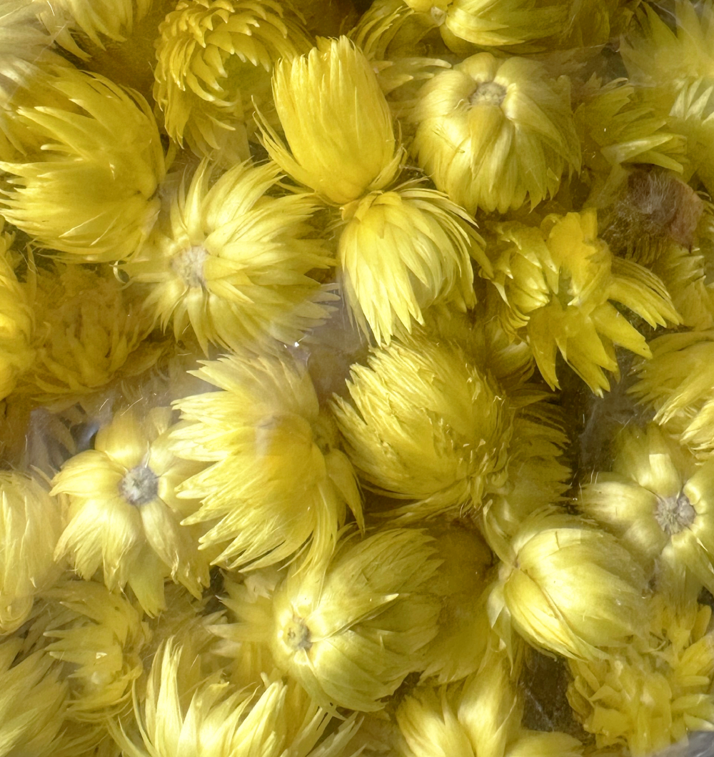 Sušina CAPBLUMEN LOOSE DIP DYED YELLOW POLY BAG 100g