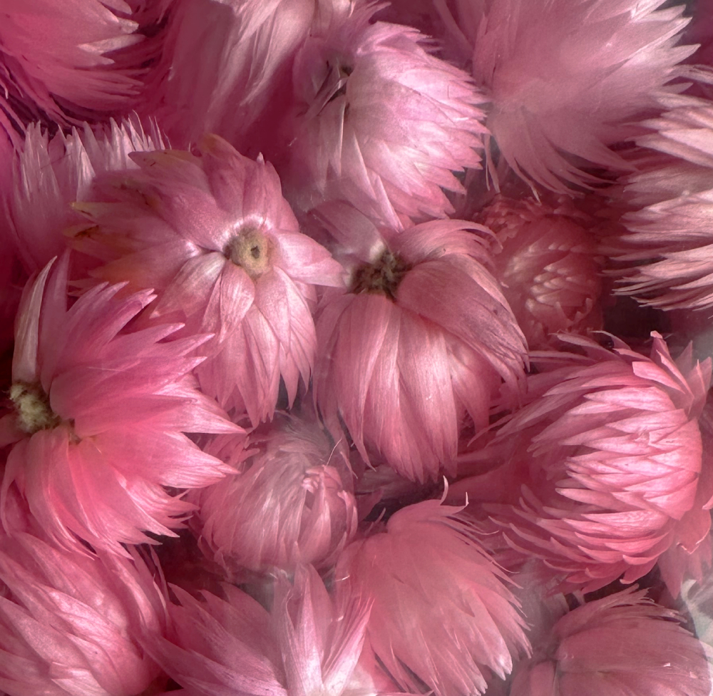 Sušina CAPBLUMEN LOOSE LIGHT ERIKA POLY BAG 100g