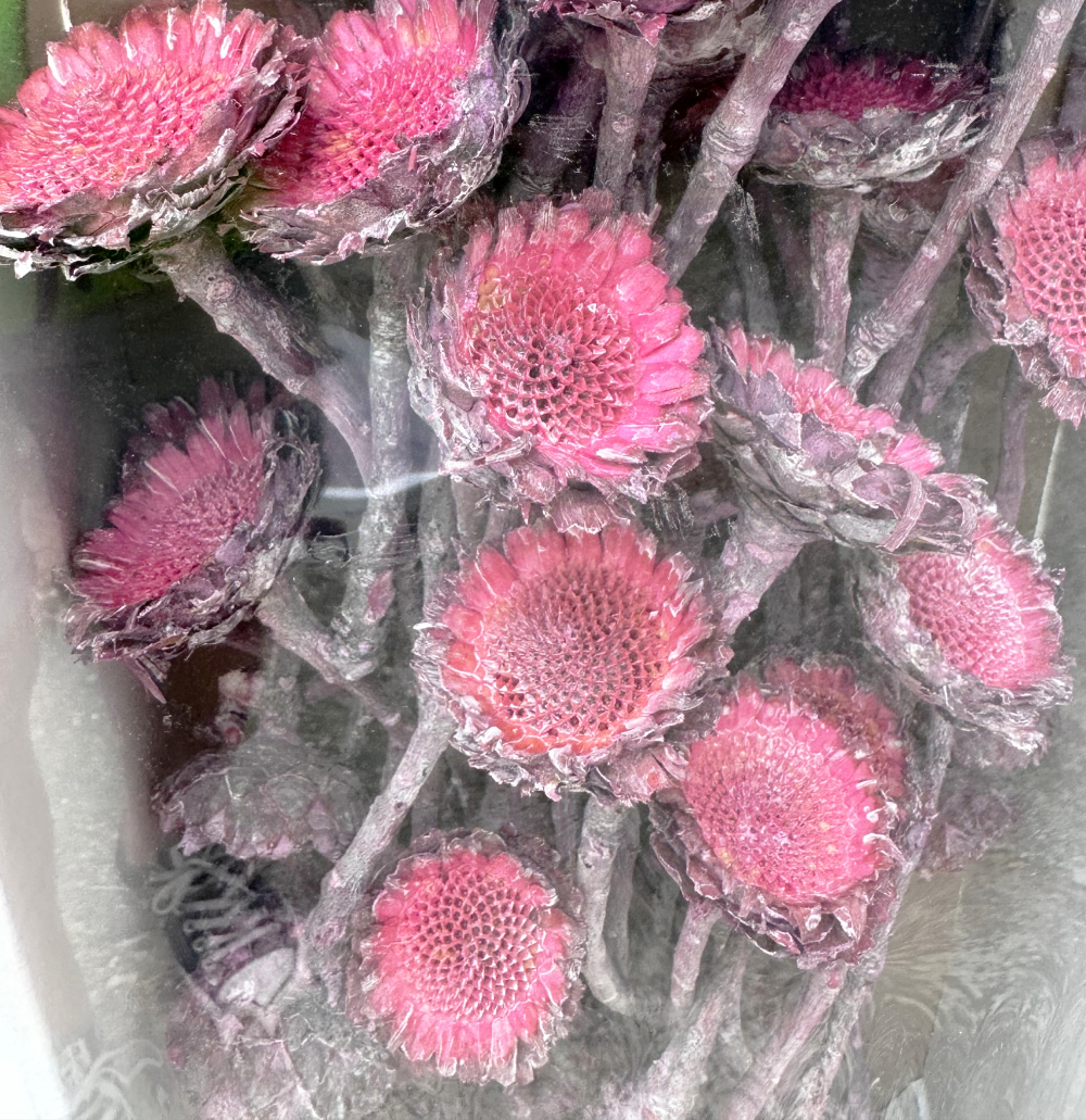 Sušina SUSANNAE ROSETTE FROSTED ERIKA TRAY 50pc