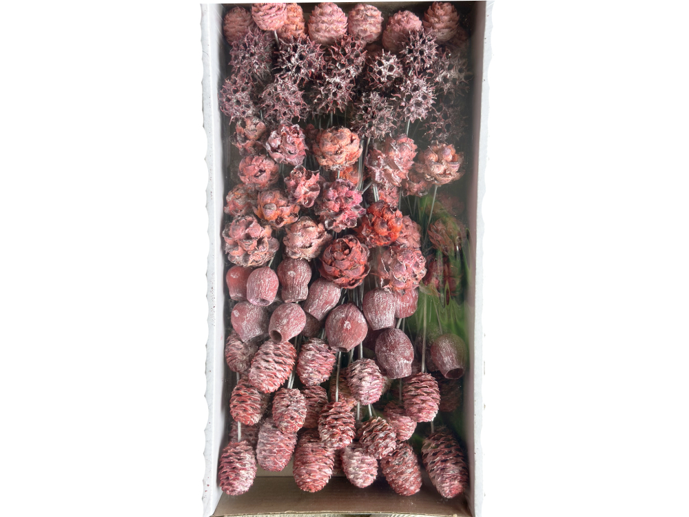 Sušina SORTIMENT ON WIRE FROSTED APRICOT TRAY 100pc