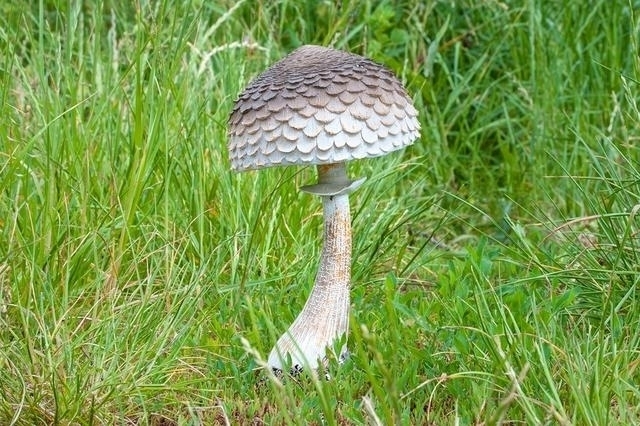 Houba polyston Bedla v.20cm