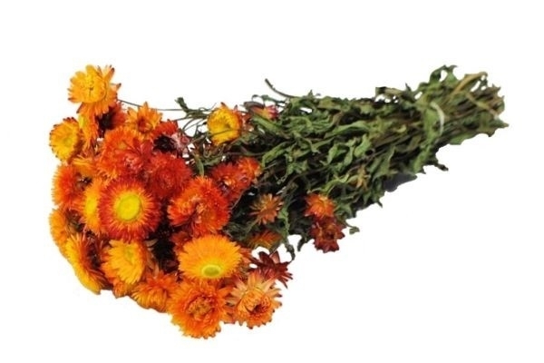 Sušina Helichrysum orange dl.50cm 100g