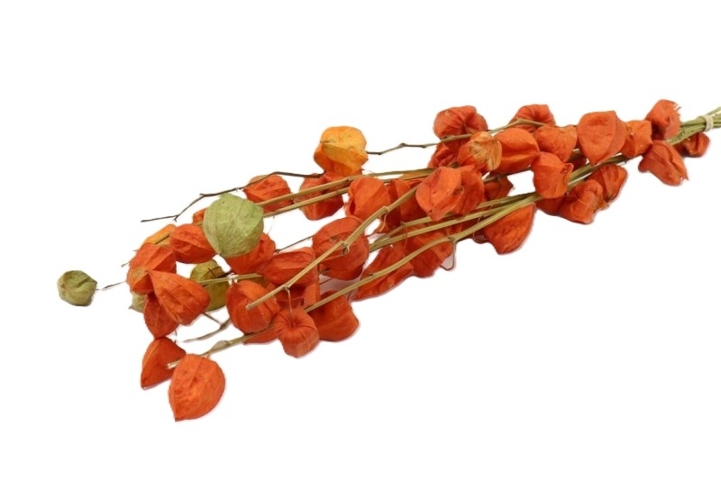 Sušina Physalis natur dl.80cm 100g