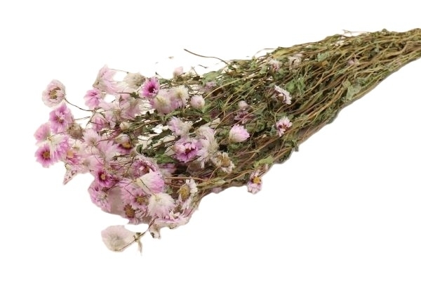 Sušina Branch Torch Olympia - natur