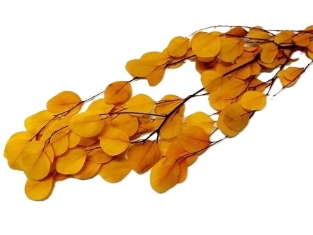 Sušina Bunch Eucalyptus Populus 60gr žlutý