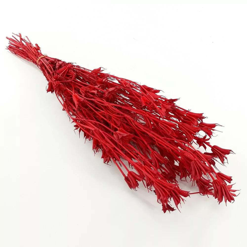 Sušina Avena Selvatica 100g rosso - blu