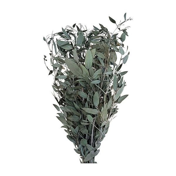 PRESERVED EUCALYPTUS BABY BLUE FOLIAGE ABSORBTION GREEN SLEEVE 150g