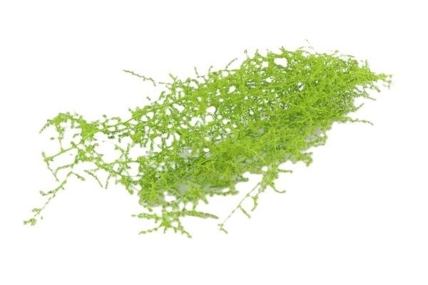 Sušina Bunch Asparagus dl.60cm apple green