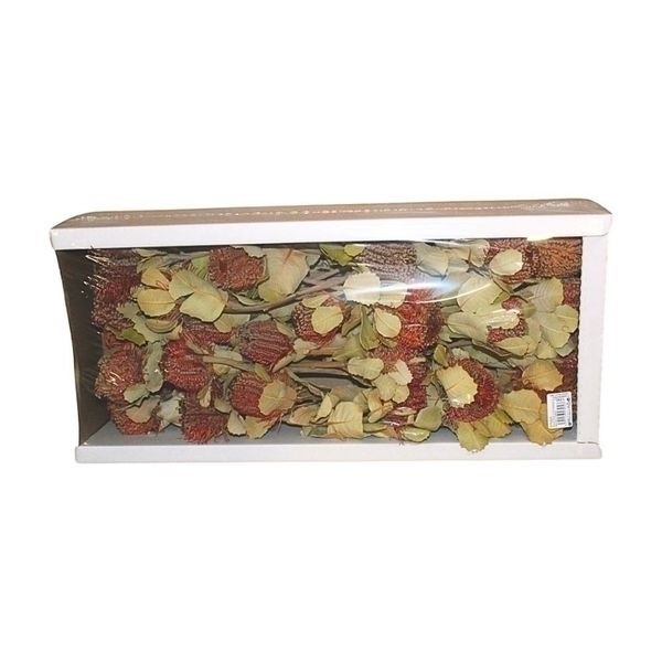Sušina BANKSIA COCCINEA FLOWER NATURAL TRAY 50ks