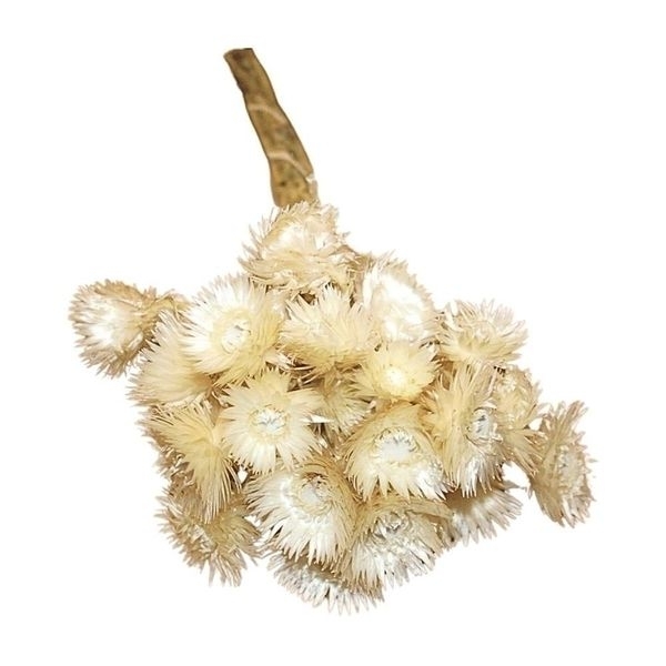 Sušina CAPBLUMEN FLOWER NATURAL BUNCH 40g