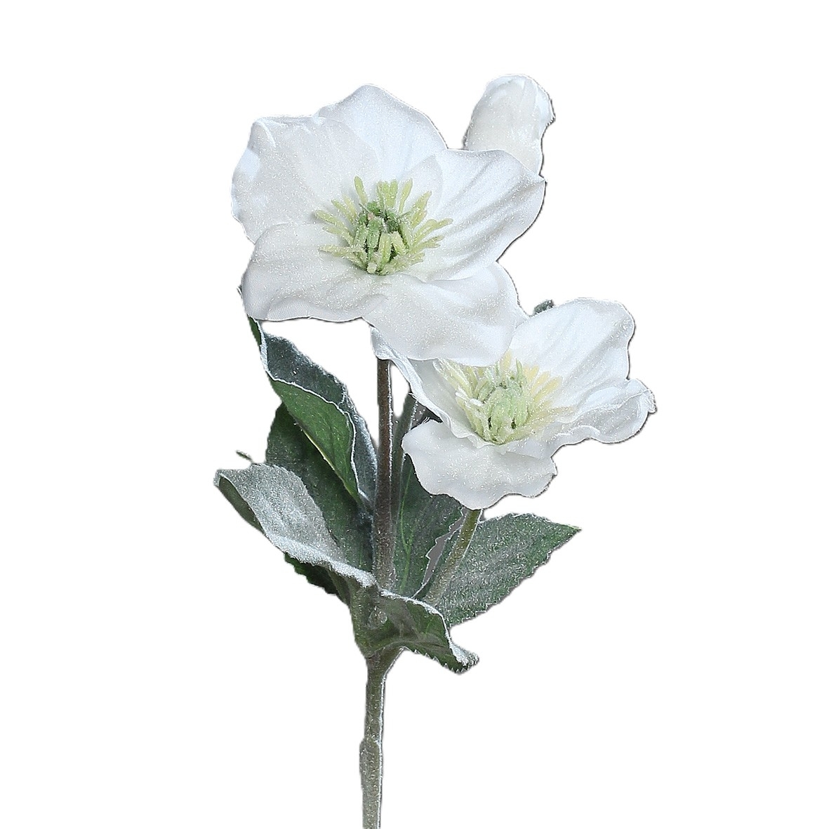 UK Heleborus wit 3/34 powder white