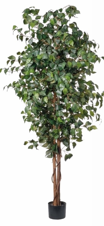 UK Ficus zelený v květináči v.180cm pvc