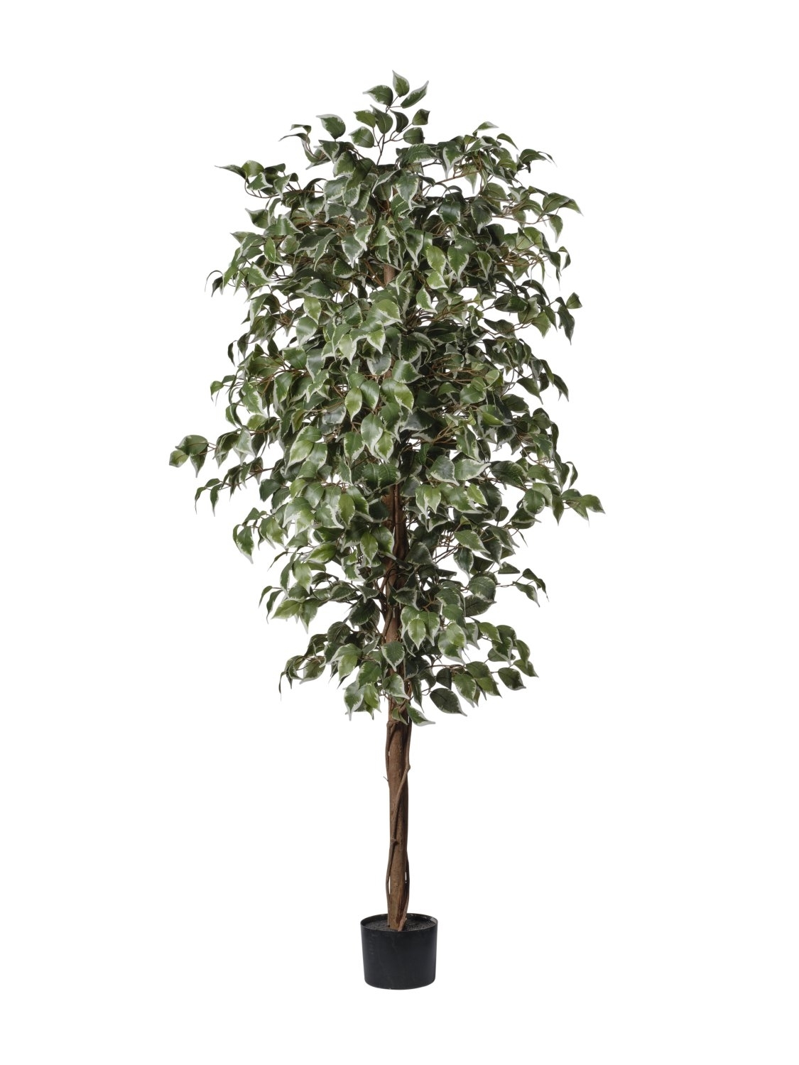 UK Ficus žíhaný v květináči v.180cm pvc