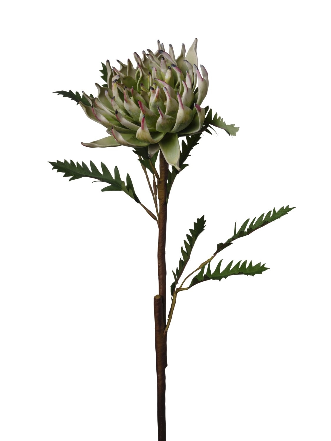 UK Protea v.39cm zelená pvc