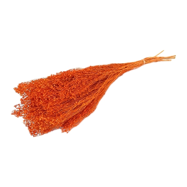 Sušina Broom bloom 100gr oranžová