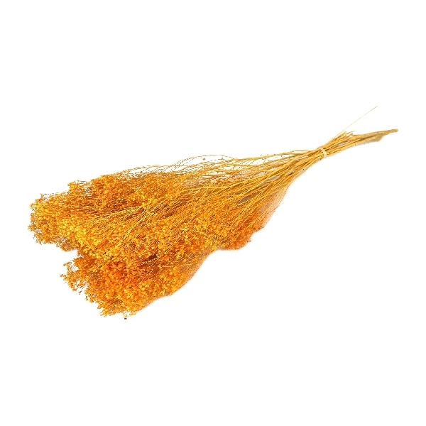 Sušina Broom bloom x100gr. albicocca