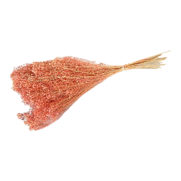 Sušina Broom Bloom x100gr. rosa