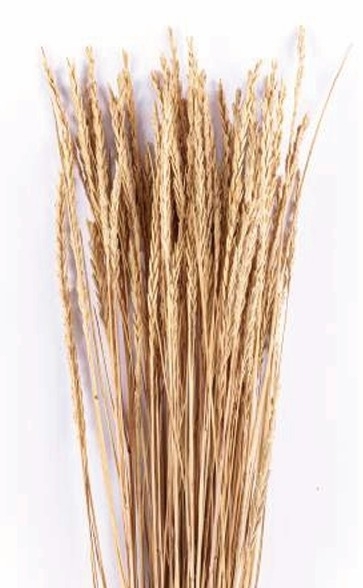 Sušina Seghetta 100gr bianco