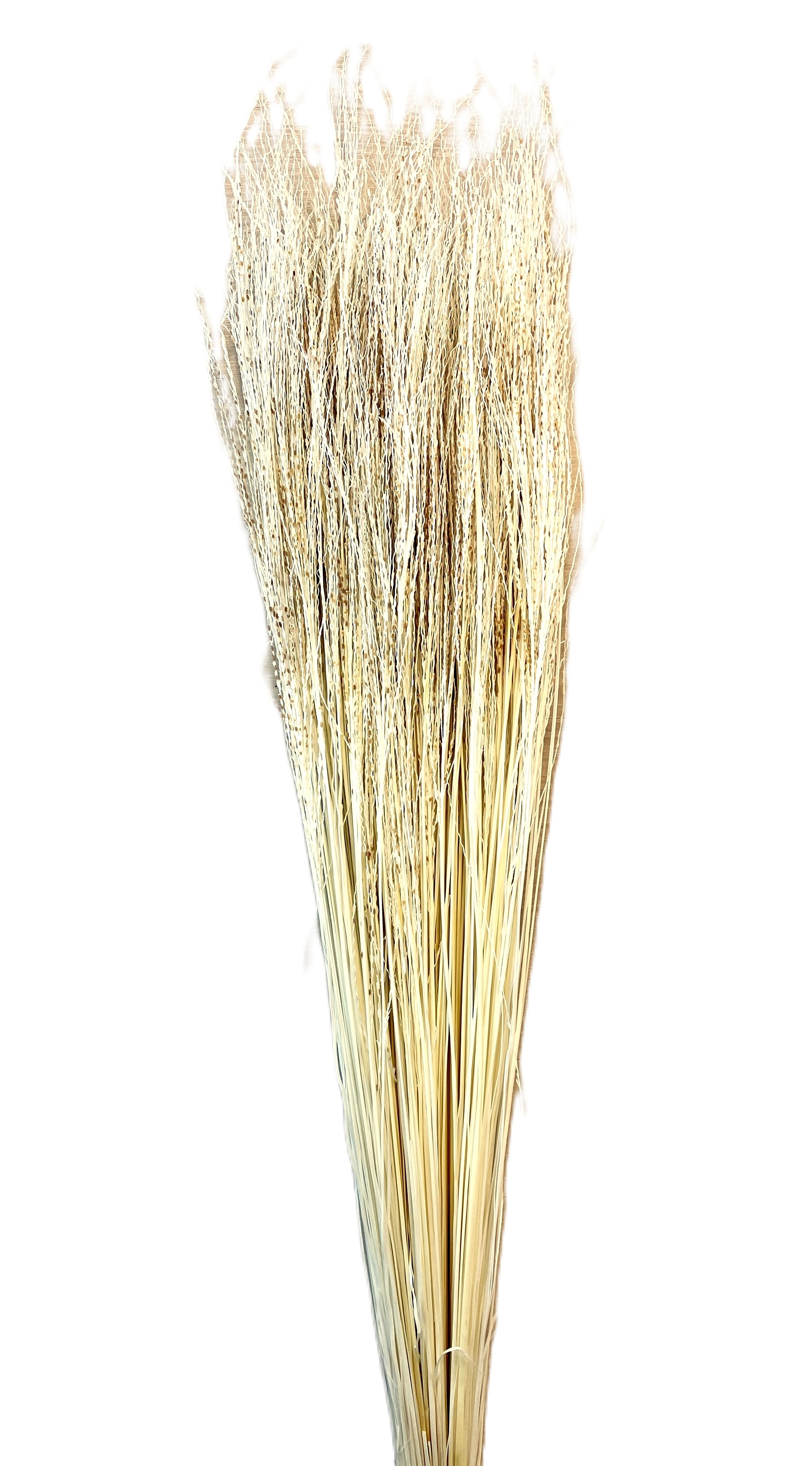 Sušina Fio de ouro 100gr bianco