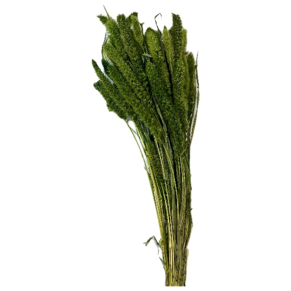 Sušina Setaria 100gr verde bosco