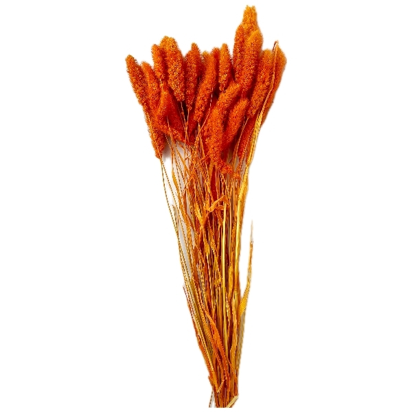 Sušina Setaria 100gr oranžová