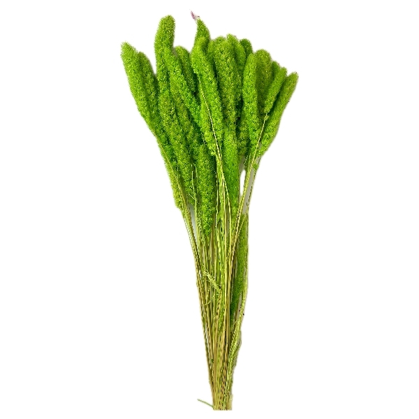 Sušina Setaria 100gr sv.zelená