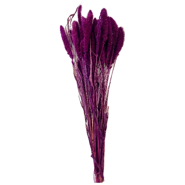 Sušina Setaria 100gr erika