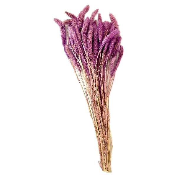 Sušina Setaria 100gr flider