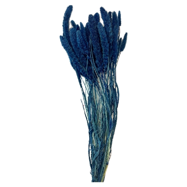 Sušina Setaria 100gr blu