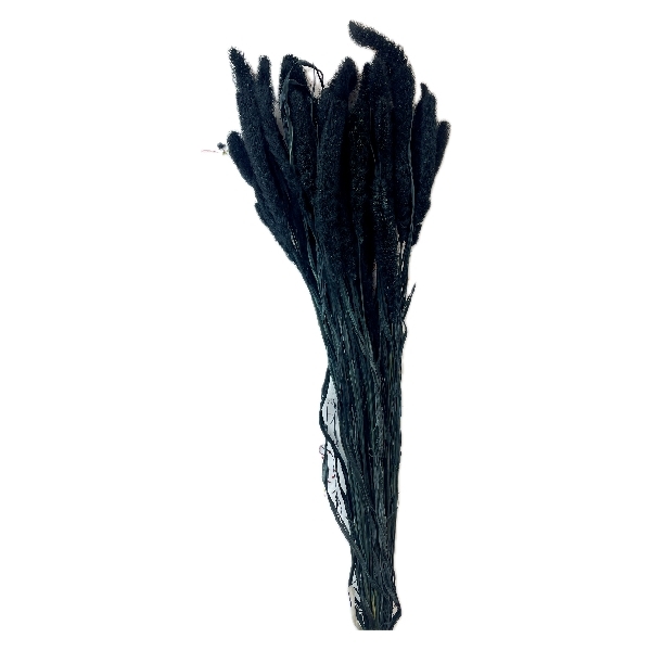 Sušina Setaria 100gr nero