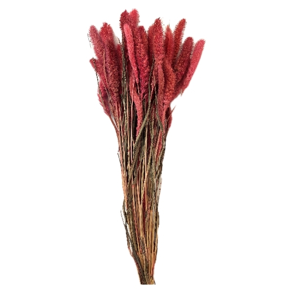 Sušina Setaria 100gr rosa/naturale