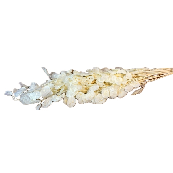 Sušina Lunaria bělená