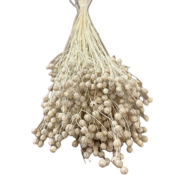 Sušina Lino 100gr bělené