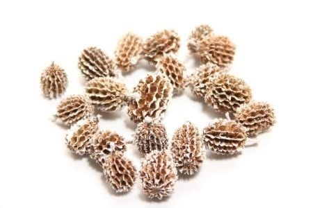 SU Casurina Pods 750gr whit