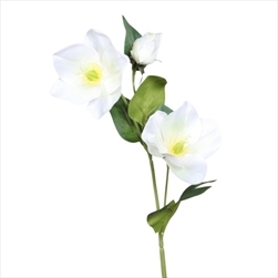 UK Helleborus v.33cm cream