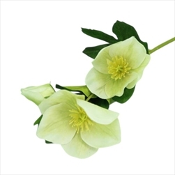 UK Helleborus v.33cm whit/green