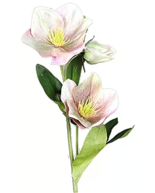 UK Helleborus v.33cm rose